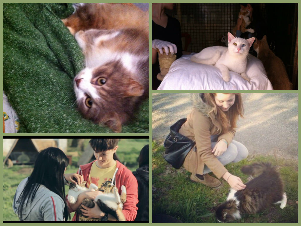 Collage gattile